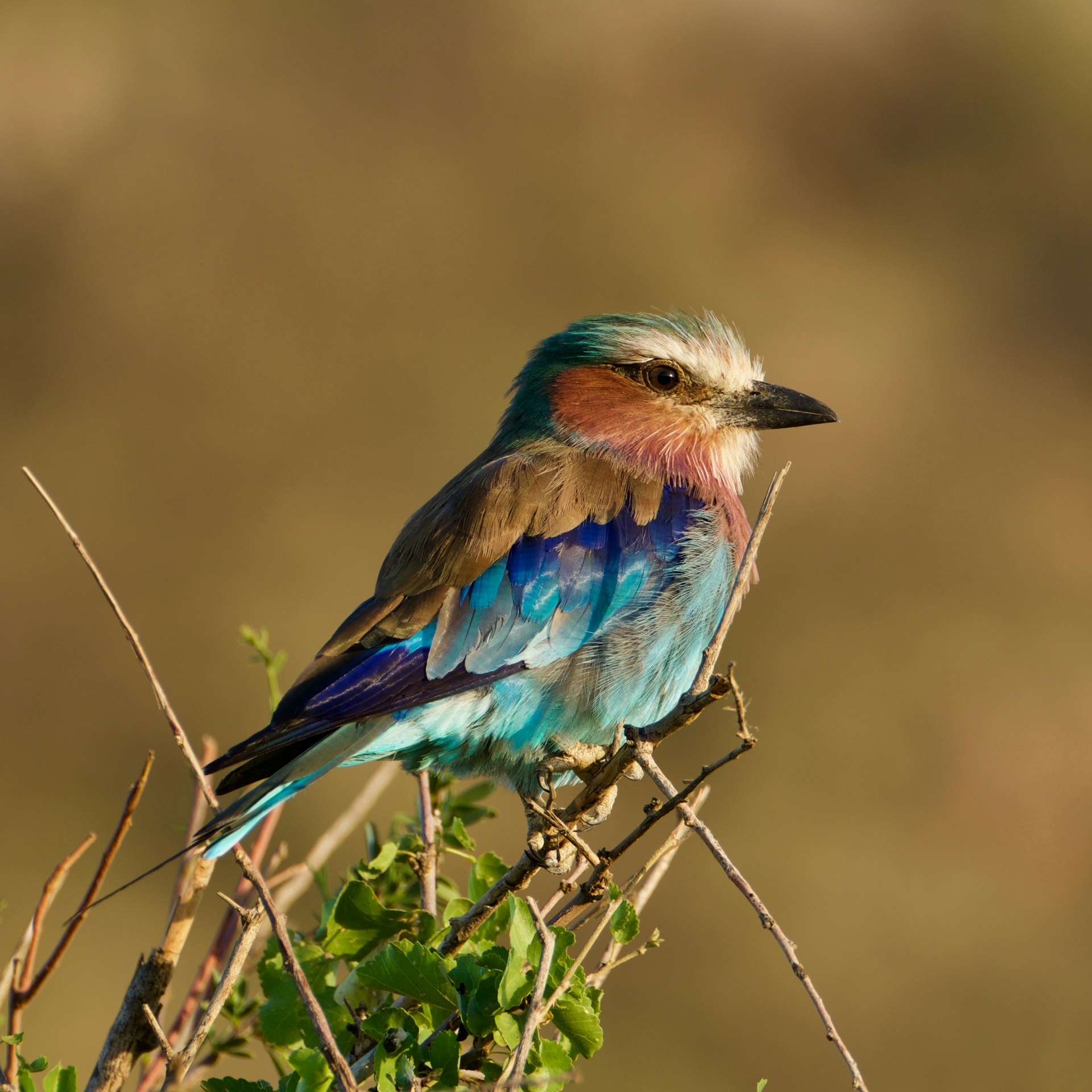Namibian Lilac-breasted Roller